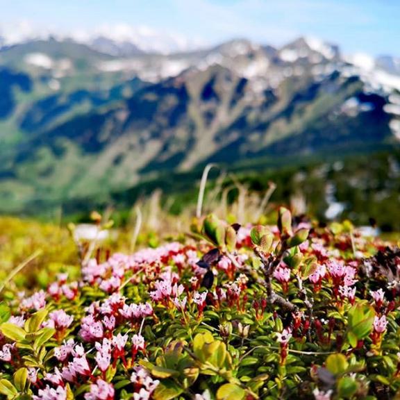 #gastein#dorfgastein#gasteinertal#badhofgastein#badgastein#fulseck#salzburg#austria#österreich#summer#sun#snow#schnee#flowers#blumen#frühblüher#springflowers#mountains#hiking#berge#greatview#wandern#amazing#amazingday#breathless#breathtaking#fascinating#seeable#greatshoot